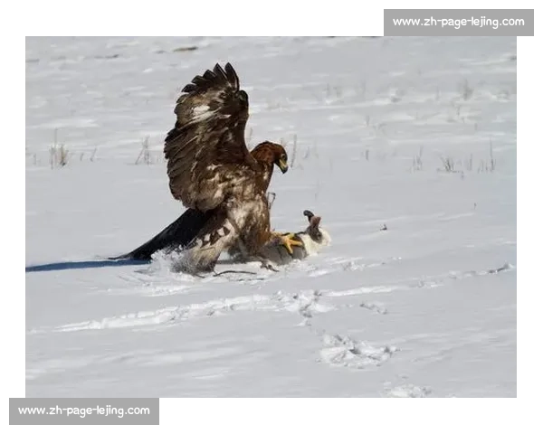 拉齐奥正式驱逐前训鹰师：露骨视频丑闻后终场法律拉锯战